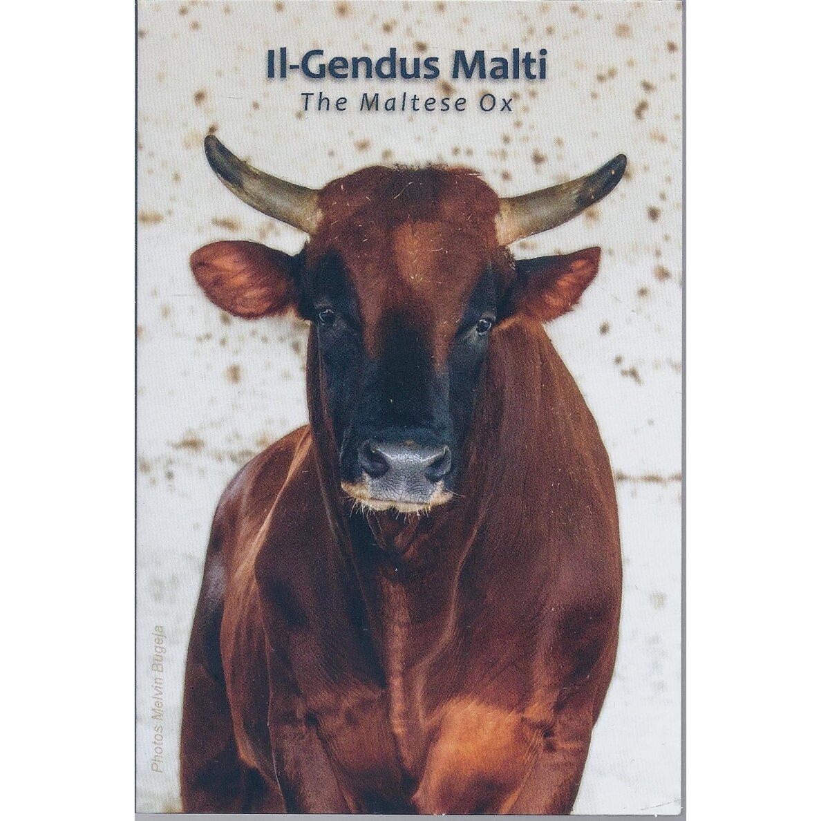 MALTA 2 EURO 2025 THE MALTESE OX (COINCARD)